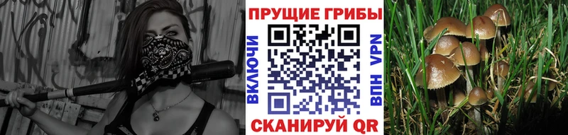 Галлюциногенные грибы прущие грибы  Ярославль 